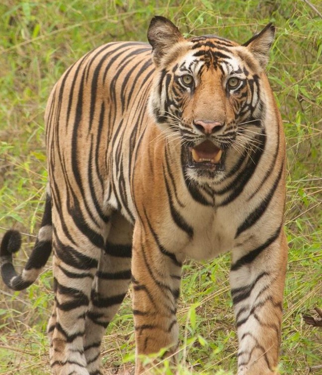 बाघको आक्रमणवाट  एक जानाको मृत्यु